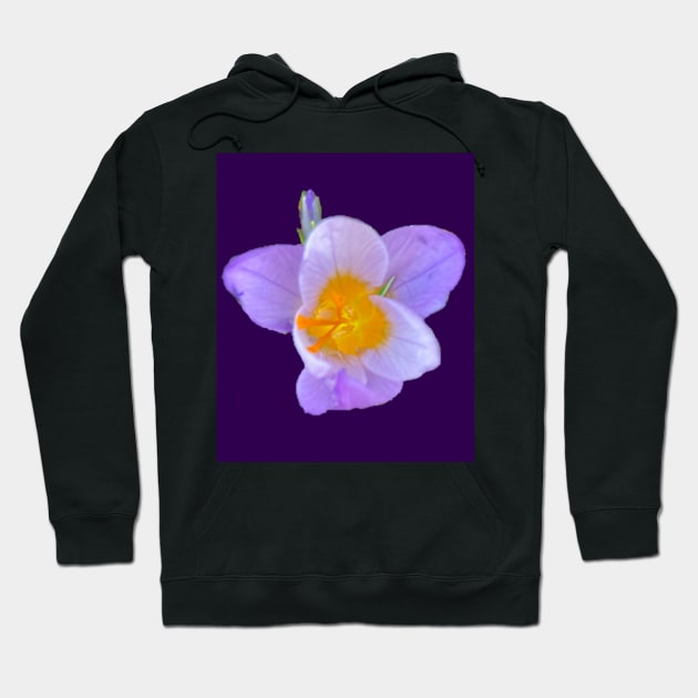 First Crocus of 2022 (purple background) Hoodie by Amanda1775